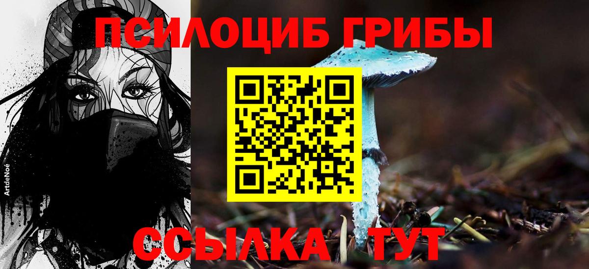 Сосновый Бор  Псилоцибиновые грибы Cubensis  Вход с VPN 