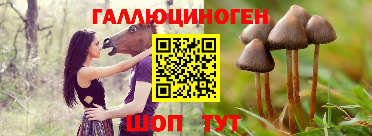 Галлюциногенные грибы Cubensis Сосновый Бор